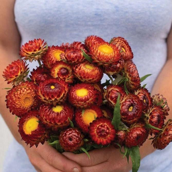 Copper Red Strawflower