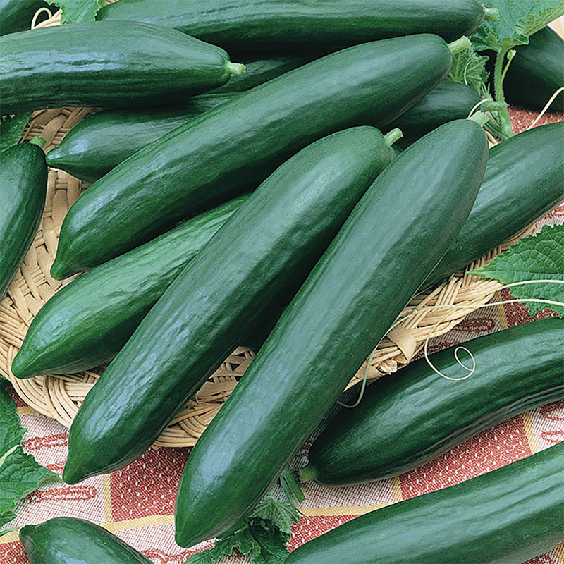 Tendergreen Cucumber