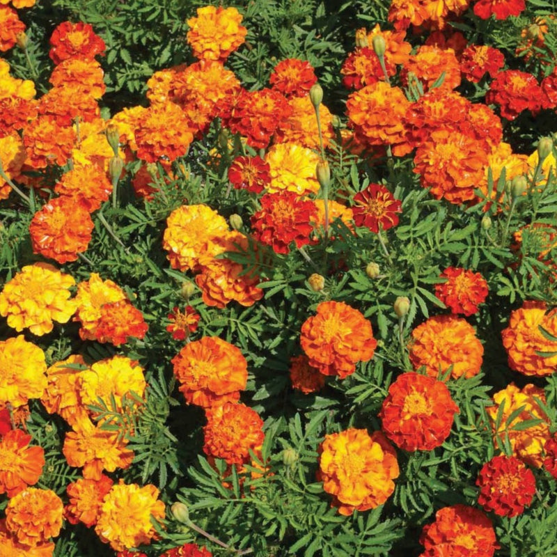 Crackerjack Marigold Mix