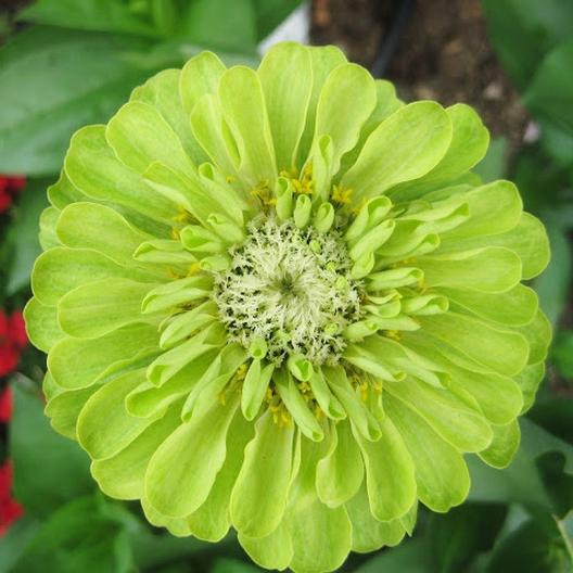 Envy (Lime Green) Zinnia