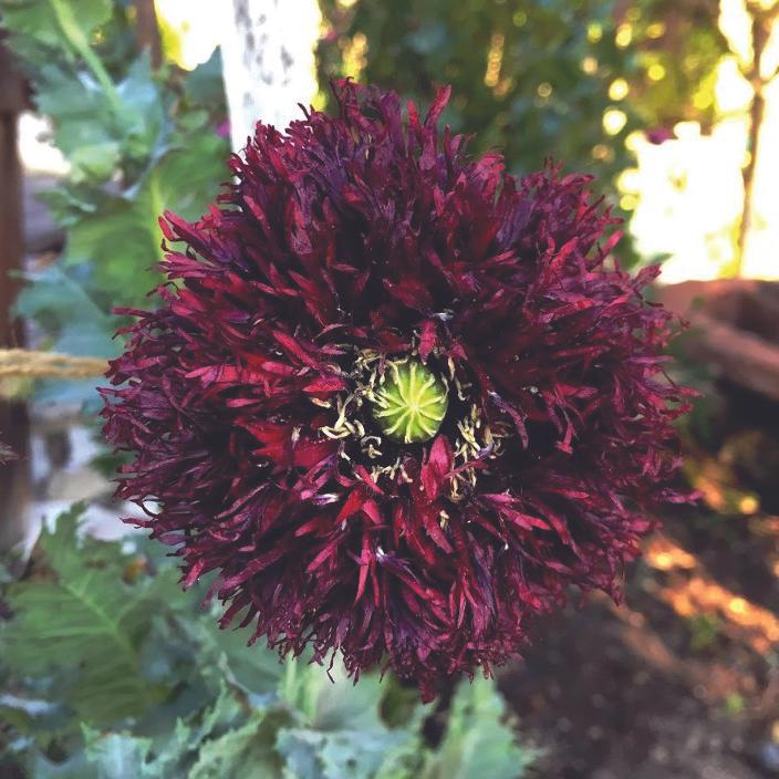 Black Swan Poppy