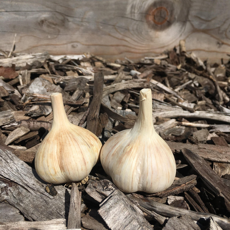 German Extra Hardy (Hardneck) Garlic