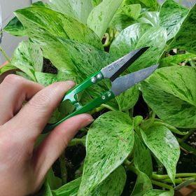 Premium Bonsai Style Mini Herb Snips