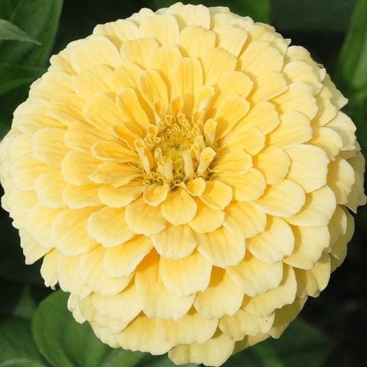 Isabellina Zinnia