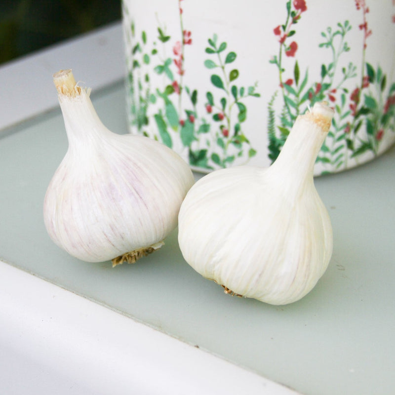 Ivan (Hardneck) Garlic