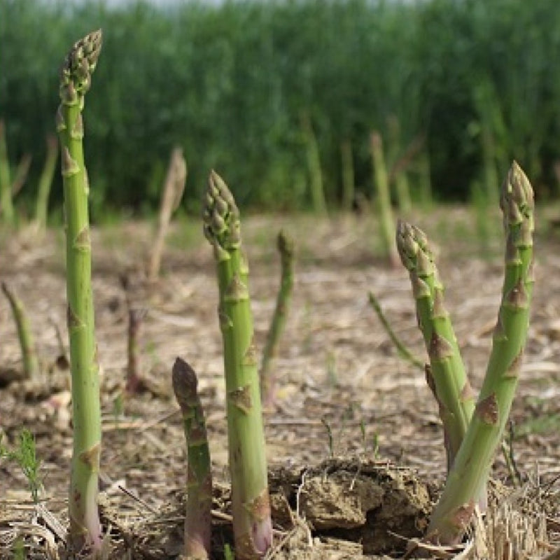 Mary Washington Asparagus Dormant Crown