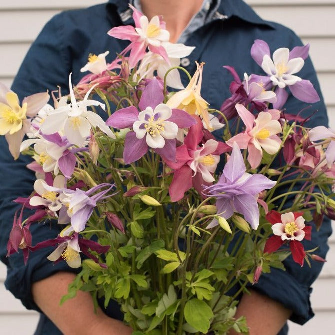 Giant Mckenna Mix Columbine