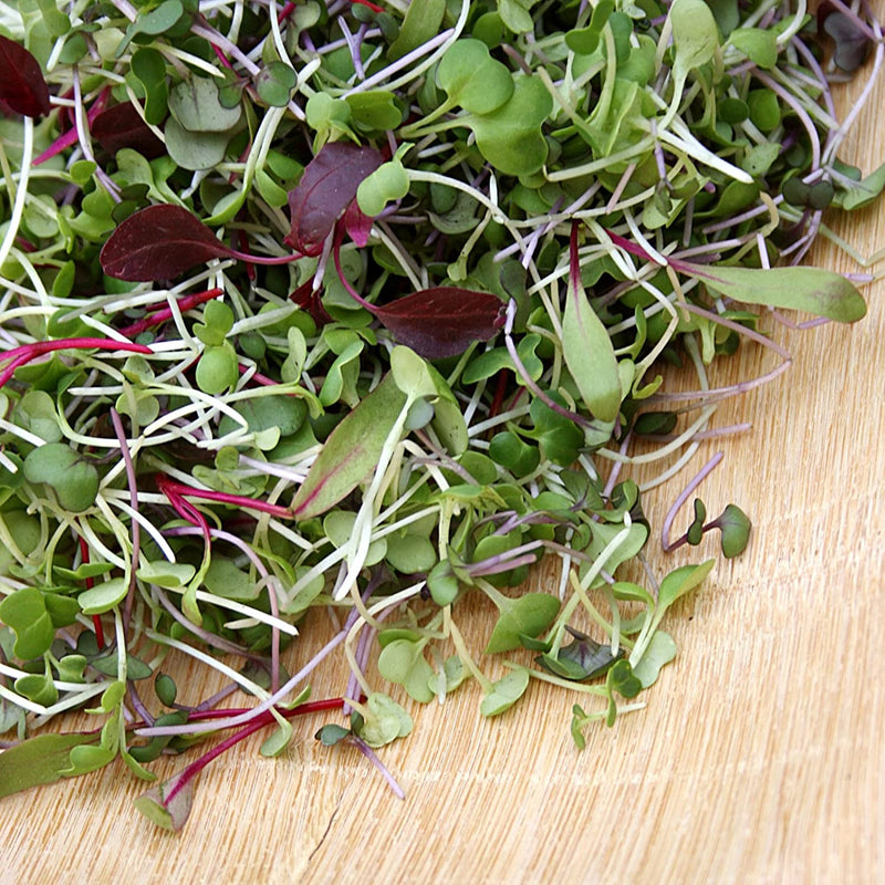 Microgreen Seeds Kit