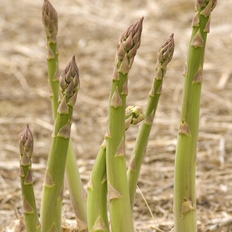 Millennium Asparagus Dormant Crown