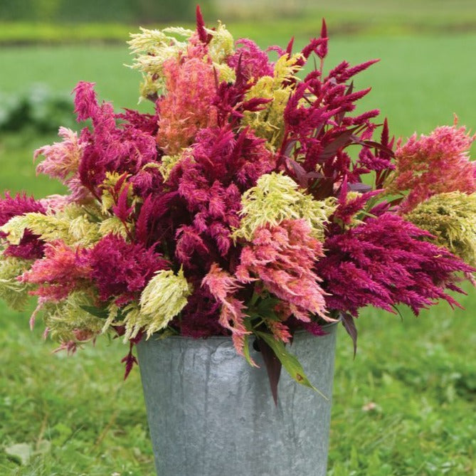 Pampas Plume Celosia