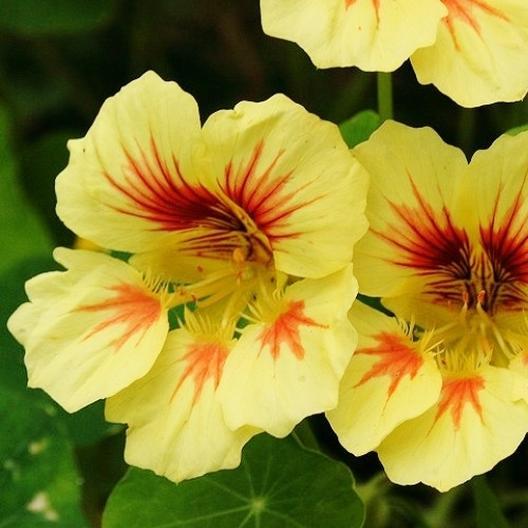 Peach Melba Nasturtium