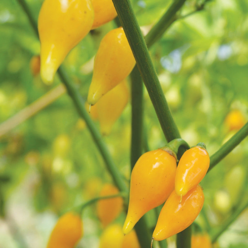 Biquinho Yellow Piquillo Pepper