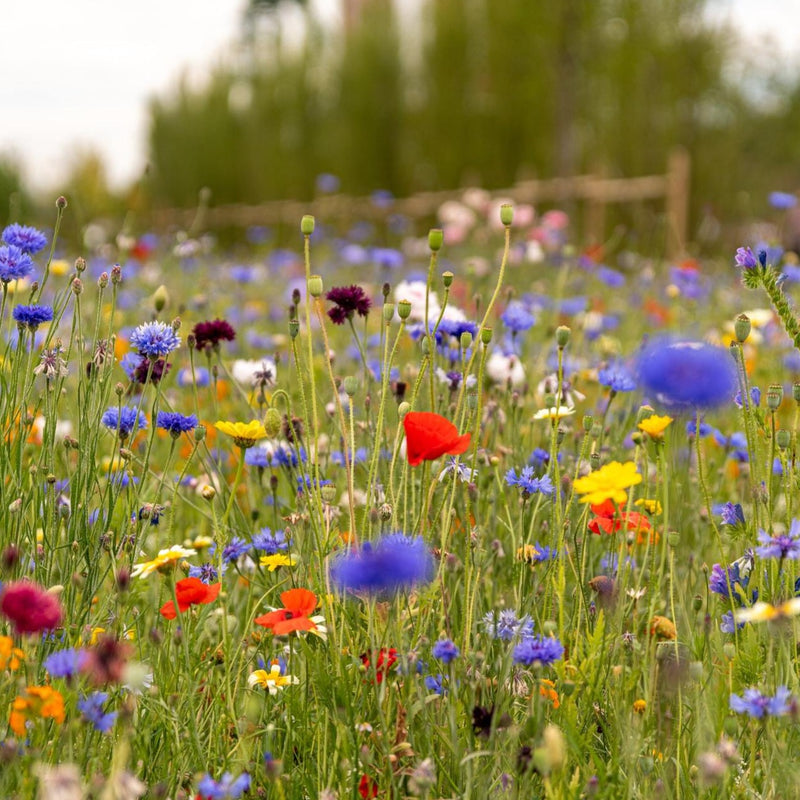 Pollinator Kit