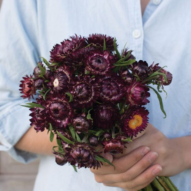 Purple Strawflower