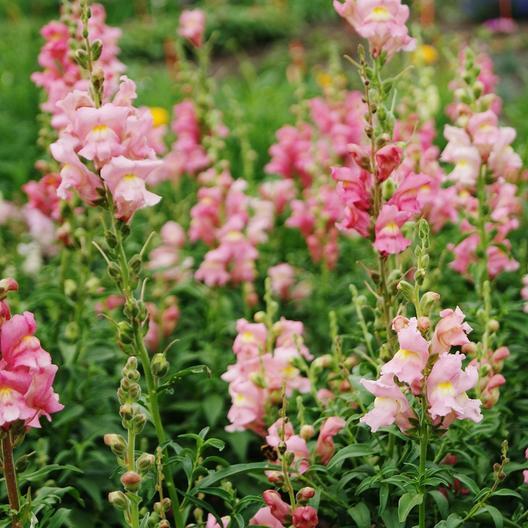 Rose Snapdragon