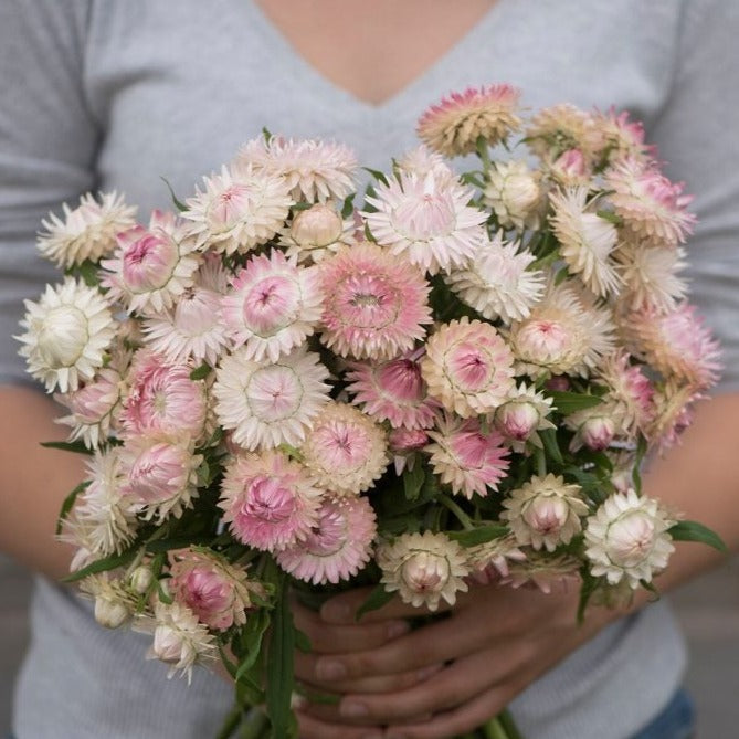 Silvery Rose Strawflower