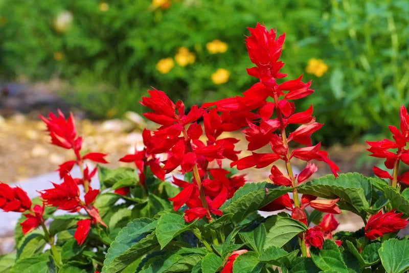 St. John Fire Salvia