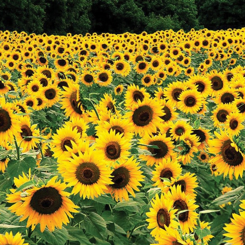 Black Russian Sunflower