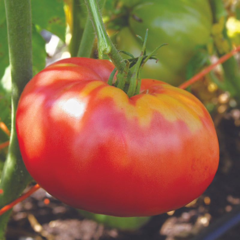 German Pink Tomato