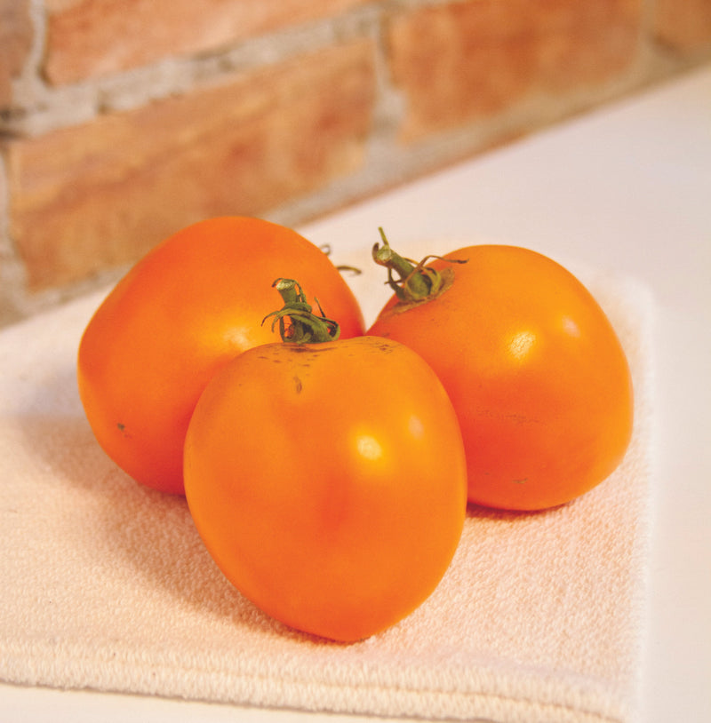 Valencia Tomato