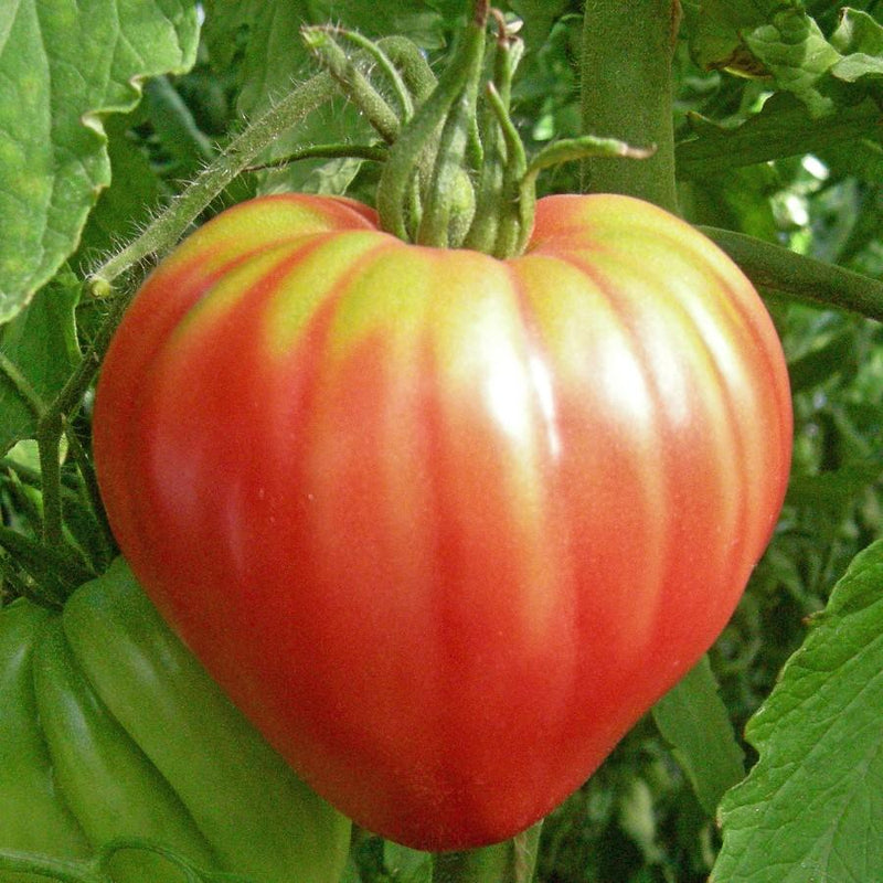 Pink Oxheart Tomato