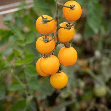 Gold Nuggets Tomato