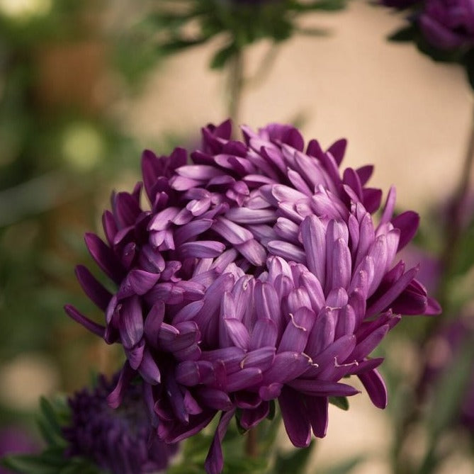 Violet Aster