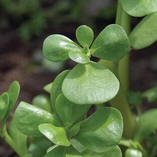 Green Purslane