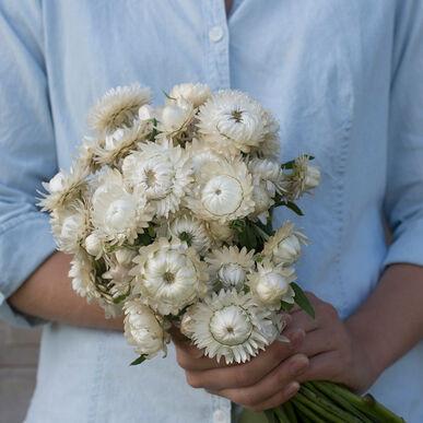 White Strawflower